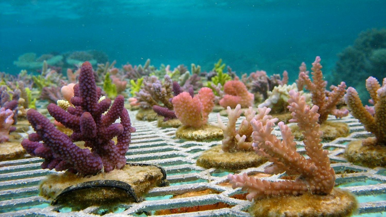 CoralFarming_Smithsonian