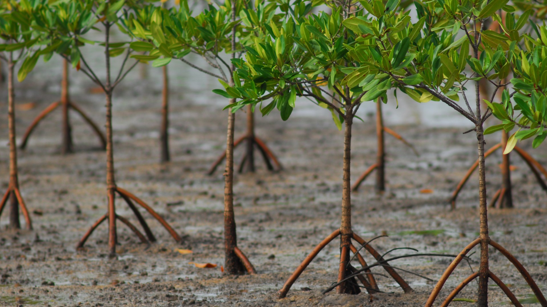 Mangroves-replanted-Saloum-Senegal-Jeff-Barbee-2007-e1452163527195